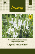 Gelenkblume 'Crystal Peak White'