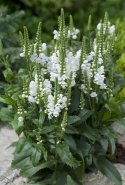 Gelenkblume 'Crystal Peak White'