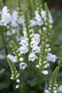 Gelenkblume 'Crystal Peak White'