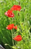 Klatschmohn 'American Legion'