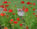 Klatschmohn 'American Legion'