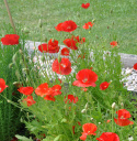 Klatschmohn 'American Legion'