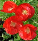 Klatschmohn 'American Legion'
