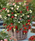 Erdbeere 'Rainbow Treasure'