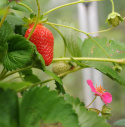 Erdbeere 'Rainbow Treasure'