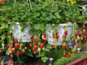 Erdbeere 'Rainbow Treasure'