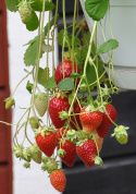 Erdbeere 'Rainbow Treasure'