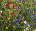 Sommerblumen Begleitpflanzen