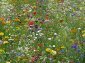 Sommerblumen Mischung