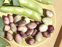 Dicke Bohne 'Extra precoce a grano violetto'