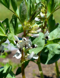 Dicke Bohne 'Extra precoce a grano violetto'