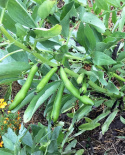 Dicke Bohne 'Extra precoce a grano violetto'