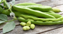 Dicke Bohne 'Superaguadulce'