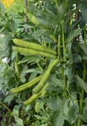 Dicke Bohne 'Superaguadulce'