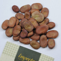 Dicke Bohne 'Superaguadulce'
