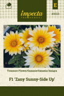 Gazanie 'Zany Sunny-Side Up'