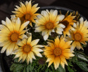 Gazanie 'Zany Sunny-Side Up'