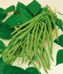 Buschbohne 'Maxi'