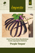 Buschbohne 'Purple Teepee'