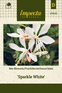 Prachtkerze ‘Sparkle White‘