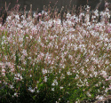 Prachtkerze ‘Sparkle White‘