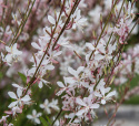 Prachtkerze ‘Sparkle White‘