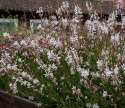 Prachtkerze ‘Sparkle White‘