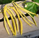 Stangenbohne 'Neckargold'