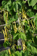 Stangenbohne 'Neckargold'