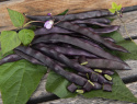 Stangenbohne 'A Cosse Violette'