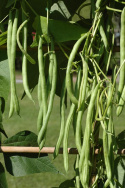 Stangenbohne 'Cobra'
