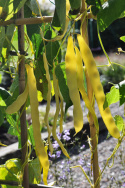 Stangenbohne 'Goldmarie'