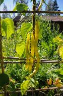 Stangenbohne 'Goldmarie'
