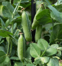 Markerbse 'Karina'