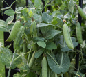 Markerbse 'Karina'