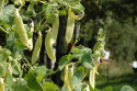 Zuckererbse 'Golden Sweet'
