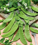 Zuckererbse 'Oregon Sugar Pod'