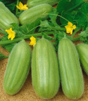 Gurken-Melone 'Carosello'