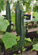 Schlangengurke 'Max'