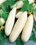 Schlangengurke 'White Wonder'