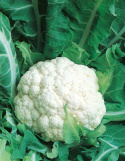 Blumenkohl 'Bola de Neve'