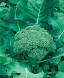 Brokkoli 'Ramoso Calabrese'