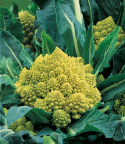 Blumenkohl 'Romanesco natalino'