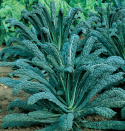 Palmkohl 'Nero di Toscana'