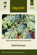 Federkohl 'Red Russian'