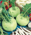 Kohlrabi 'Wiener Vit'