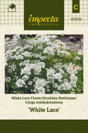 Strahlen-Breitsame 'White Lace'