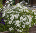 Strahlen-Breitsame 'White Lace'