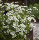Strahlen-Breitsame 'White Lace'