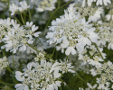Strahlen-Breitsame 'White Lace'